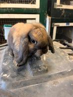 Te koop hangoor dwerg konijntjes, Dieren en Toebehoren, Konijnen, Meerdere dieren, Dwerg, Hangoor