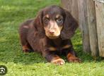 Gezocht kaninchen langharig Choco tan teefje, Dieren en Toebehoren, Honden | Teckels en Dashonden, Kaninchen, Teef, Langhaar, Eén hond