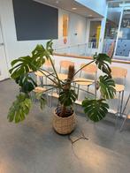Zieke monstera met wolluis. Gratis, Ophalen