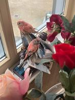 Bourke parkieten. Koppel  roze en roze met grijs, Meerdere dieren, Parkiet