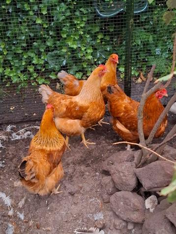 New hampsire kippen groot beschikbaar voor biedingen