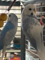 Parkieten blauw koppel, Dieren en Toebehoren, Vogels | Parkieten en Papegaaien, Meerdere dieren, Parkiet, Geringd