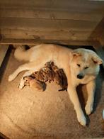 Raszuivere Japanse Akita Inu Pups., Particulier, Meerdere, Poolhond, 8 tot 15 weken