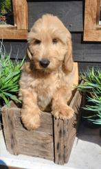 *labradoodle pups*, CDV (hondenziekte), Meerdere, 8 tot 15 weken, Fokker | Professioneel