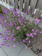Vaste plant / winterhard, Tuin en Terras, Planten | Tuinplanten, Ophalen of Verzenden, Zomer, Overige soorten, Halfschaduw