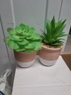 Kleine nepplantjes in pot - 15cm, Huis en Inrichting, Ophalen of Verzenden, Nieuw, Binnen