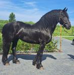 Frieze stamboom merrie 8 jaar, Dieren en Toebehoren, Paarden, Merrie, Met stamboom, Zadelmak, 7 tot 10 jaar
