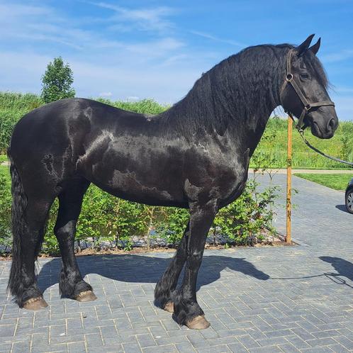 Frieze stamboom merrie 8 jaar, Dieren en Toebehoren, Paarden, Merrie, Zadelmak, 160 tot 165 cm, 7 tot 10 jaar, Recreatiepaard