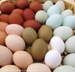 Groene eieren: Araucana kippen.................., Dieren en Toebehoren, Pluimvee, Kip, Vrouwelijk