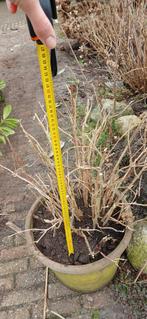 3 Grote Bloempotten - Steen met Lavendel & Hortensia, Steen, Gebruikt, Rond, Balkon