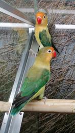 Agapornissen in diverse kleurmutaties., Dieren en Toebehoren, Vogels | Parkieten en Papegaaien, Meerdere dieren, Dwergpapegaai of Agapornis
