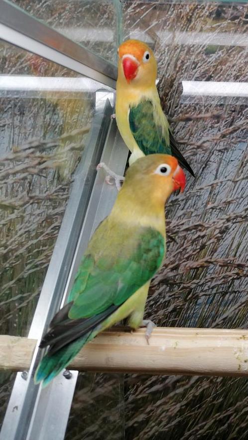 Agapornissen in diverse kleurmutaties., Dieren en Toebehoren, Vogels | Parkieten en Papegaaien, Dwergpapegaai of Agapornis, Meerdere dieren