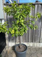citrusbomen in pot, Tuin en Terras, Planten | Bomen, Overige soorten, 100 tot 250 cm, Ophalen, Volle zon