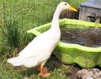 GRATIS INDISCHE LOOPEENDEN!!!!, Dieren en Toebehoren, Pluimvee, Mannelijk, Eend