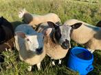 Prachtige lammeren., Dieren en Toebehoren, Schapen, Geiten en Varkens