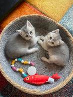 Raszuiver Britse korthaar kittens, Dieren en Toebehoren, Katten en Kittens | Raskatten | Korthaar, Poes, Gechipt, 0 tot 2 jaar