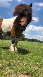 Shetlander hengst, Dieren en Toebehoren, Pony's, Hengst, A pony (tot 1.17m), 7 tot 10 jaar, Onbeleerd