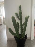 Cactus kunstplant, Ophalen