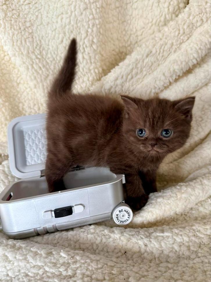 Unieke cinnemon shaded brits korthaar vrouwtje, Dieren en Toebehoren, Katten en Kittens | Raskatten | Korthaar, Poes, 0 tot 2 jaar