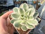 E. Purple Butterfly varigata /pot 7cm/vetplant/succulent, Huis en Inrichting, Kamerplanten, Ophalen of Verzenden, Halfschaduw