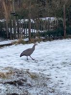 Hoendergans Cereopsis, Dieren en Toebehoren, Pluimvee, Vrouwelijk, Gans of Zwaan