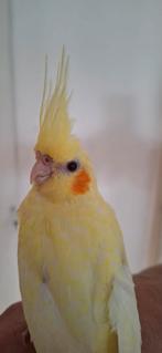 Jonge  valkparkiet bijna 10  weken oud  lutino opeline, Geslacht onbekend, Parkiet, Tam