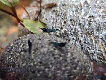 Blue Velvet garnalen - mooie blauwe garnaaltjes beschikbaar voor biedingen