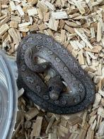 Pantherophis guttatus – Piedsided Hypo Pewter Super Tessera, Dieren en Toebehoren, Reptielen en Amfibieën, Slang
