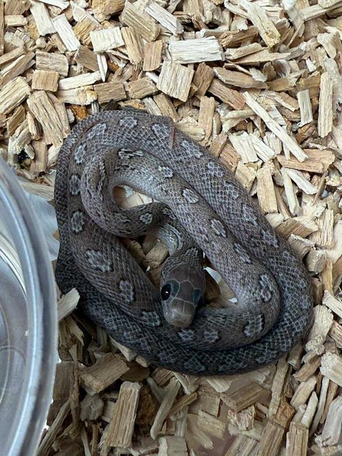 Pantherophis guttatus – Piedsided Hypo Pewter Super Tessera, Dieren en Toebehoren, Reptielen en Amfibieën, Slang