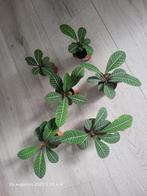 Madagascar Jewel Stekjes, Huis en Inrichting, Kamerplanten, Ophalen, Overige soorten, Halfschaduw, In pot