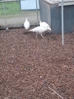 Witte en blauwe pauwen, Dieren en Toebehoren, Pluimvee, Meerdere dieren, Kip
