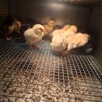 Bleu de Landes kuikens, Dieren en Toebehoren, Pluimvee, Geslacht onbekend, Kip