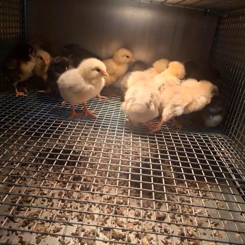 Bleu de Landes kuikens, Dieren en Toebehoren, Pluimvee, Kip, Geslacht onbekend