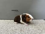 Beertjes duo, Dieren en Toebehoren, Knaagdieren, Cavia, Mannelijk, Tam, Oktober