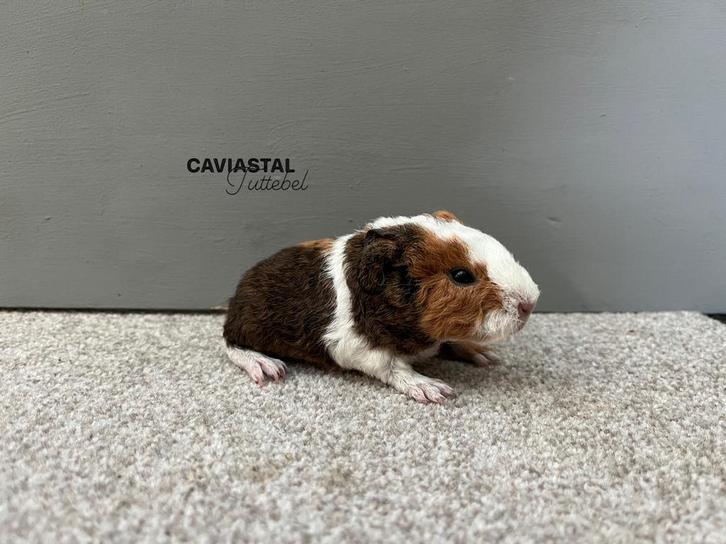 Beertjes duo, Dieren en Toebehoren, Knaagdieren, Mannelijk, Cavia, Oktober, Tam