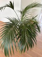 Mooie palmen 2 stuks met pot ø 38cm, Vaste plant, Bloeit niet, Halfschaduw, Ophalen