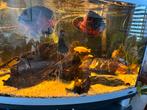 Pauwoog cichlides, Dieren en Toebehoren, Vissen | Aquariumvissen, Vis