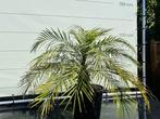 Palmboom - Phoenix Roebelenii - stamhoogte 10-30 cm, Tuin en Terras, Planten | Bomen, Ophalen of Verzenden, 100 tot 250 cm, Zomer