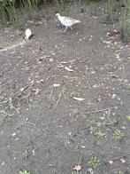 Kalkoenen, Dieren en Toebehoren, Pluimvee, Meerdere dieren, Kalkoen