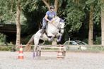 Cruzado merrie, Dieren en Toebehoren, Pony's, Merrie