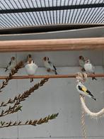 Majoorputters Aminet, Meerdere dieren, Wildzangvogel, Geringd