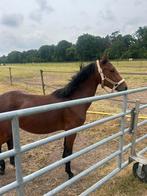 Knappe 2 jarige Merrie, Dieren en Toebehoren, Paarden, Merrie, Met stamboom, Minder dan 160 cm, 0 tot 2 jaar