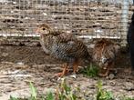 Parelhoender kuikens wildkleur, Dieren en Toebehoren, Pluimvee, Geslacht onbekend, Overige soorten