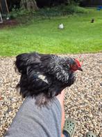 Cochin kriel haan handtam, Dieren en Toebehoren, Pluimvee, Mannelijk, Kip