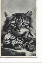 poes  kat  logo op achterkant kop herdershond, Verzamelen, Ansichtkaarten | Dieren, 1940 tot 1960, Ongelopen, Verzenden, Hond of Kat