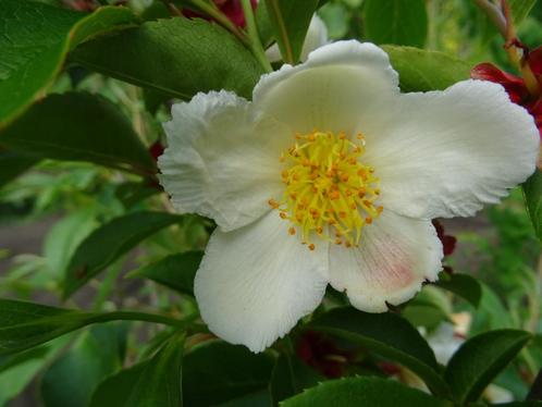 Gesnavelde Schijncamellia / Stewartia Rostrata, Tuin en Terras, Planten | Tuinplanten, Vaste plant, Overige soorten, Halfschaduw