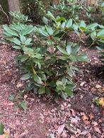 Rhododendron catawbiense grandiflorum 60/80cm, Vaste plant, Halfschaduw, Lente, Ophalen