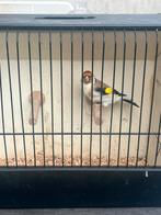 Majoor putter man, Dieren en Toebehoren, Mannelijk, Wildzangvogel, Geringd