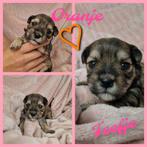 Boomer-puppies-teefje-reutje-puppy-puppy's, Overige rassen, 8 tot 15 weken, Meerdere, Meerdere dieren