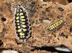 Porcellio haasi "high yellow" isopods pissebedden, Overige soorten